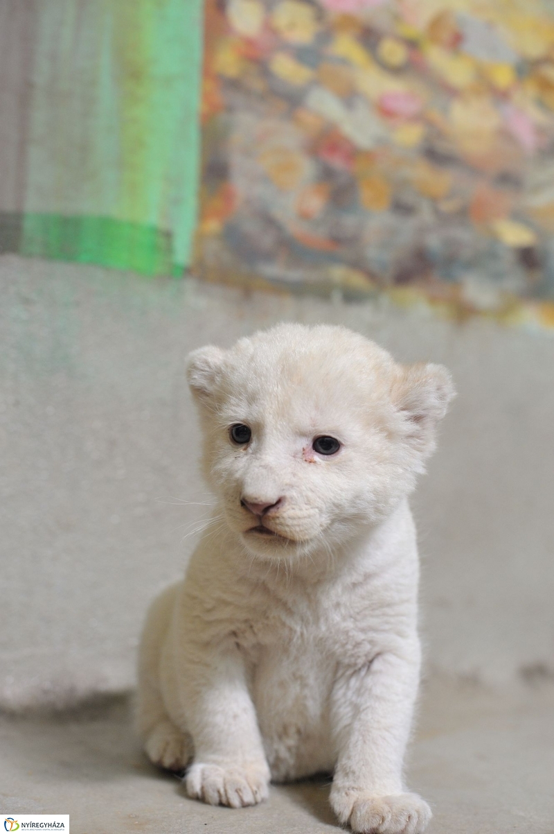 Látogatóban a kis fehér oroszlánnál - fotó Szarka Lajos