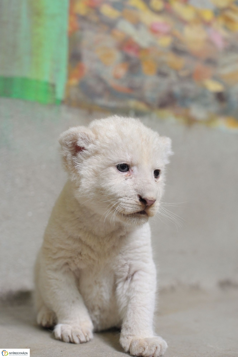 Látogatóban a kis fehér oroszlánnál - fotó Szarka Lajos
