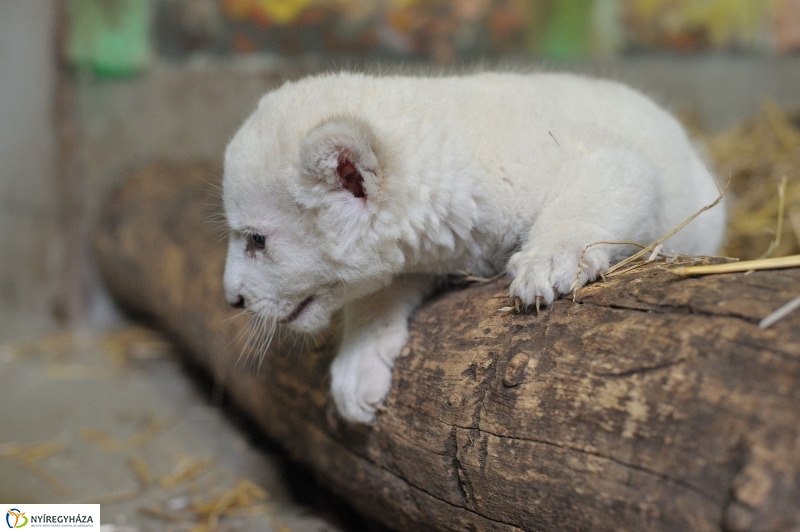 Látogatóban a kis fehér oroszlánnál - fotó Szarka Lajos