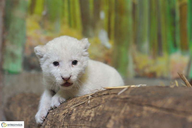 Látogatóban a kis fehér oroszlánnál - fotó Szarka Lajos
