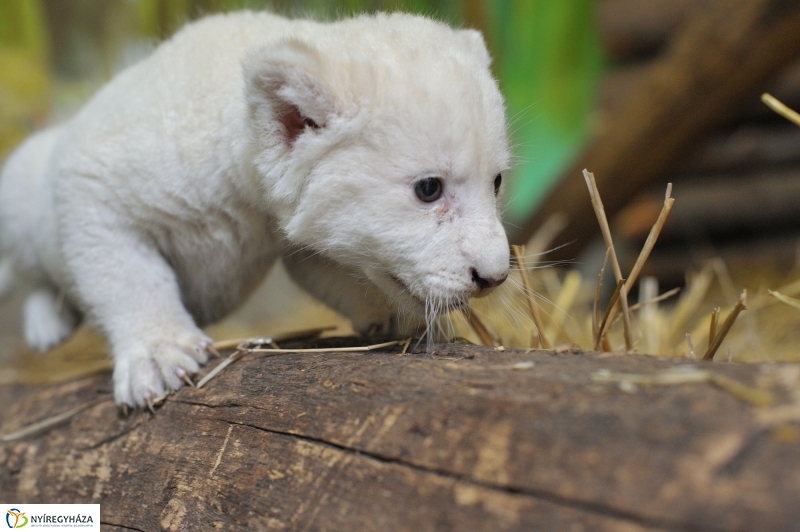 Látogatóban a kis fehér oroszlánnál - fotó Szarka Lajos