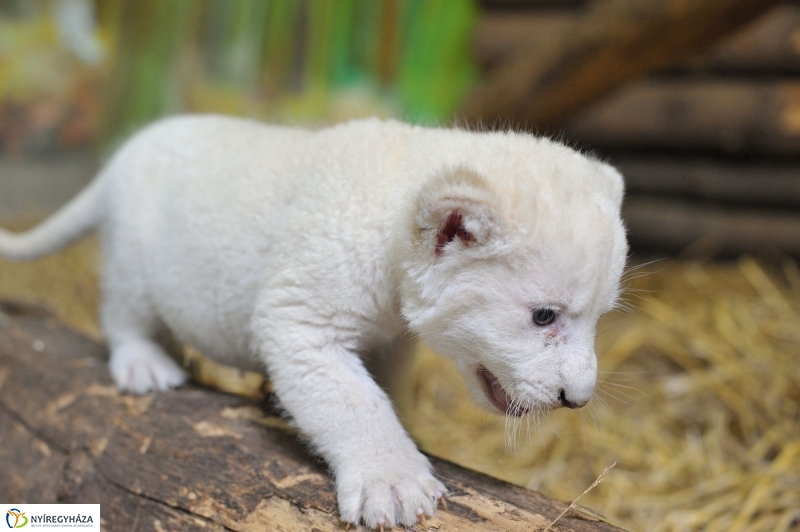 Látogatóban a kis fehér oroszlánnál - fotó Szarka Lajos