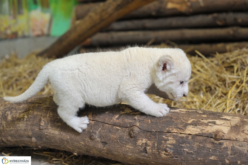 Látogatóban a kis fehér oroszlánnál - fotó Szarka Lajos