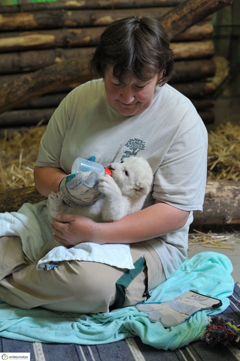 Látogatóban a kis fehér oroszlánnál - fotó Szarka Lajos