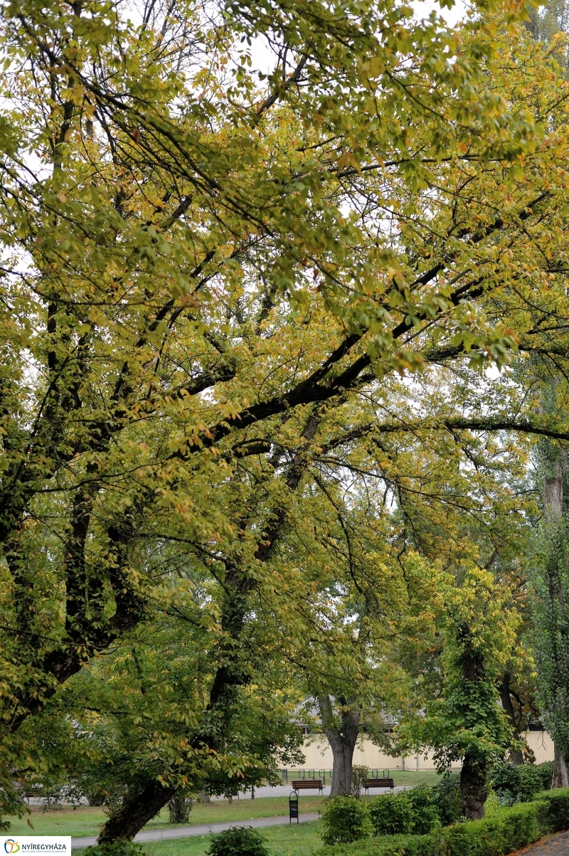 Egy esős őszi délután Sóstón - fotó Szarka Lajos