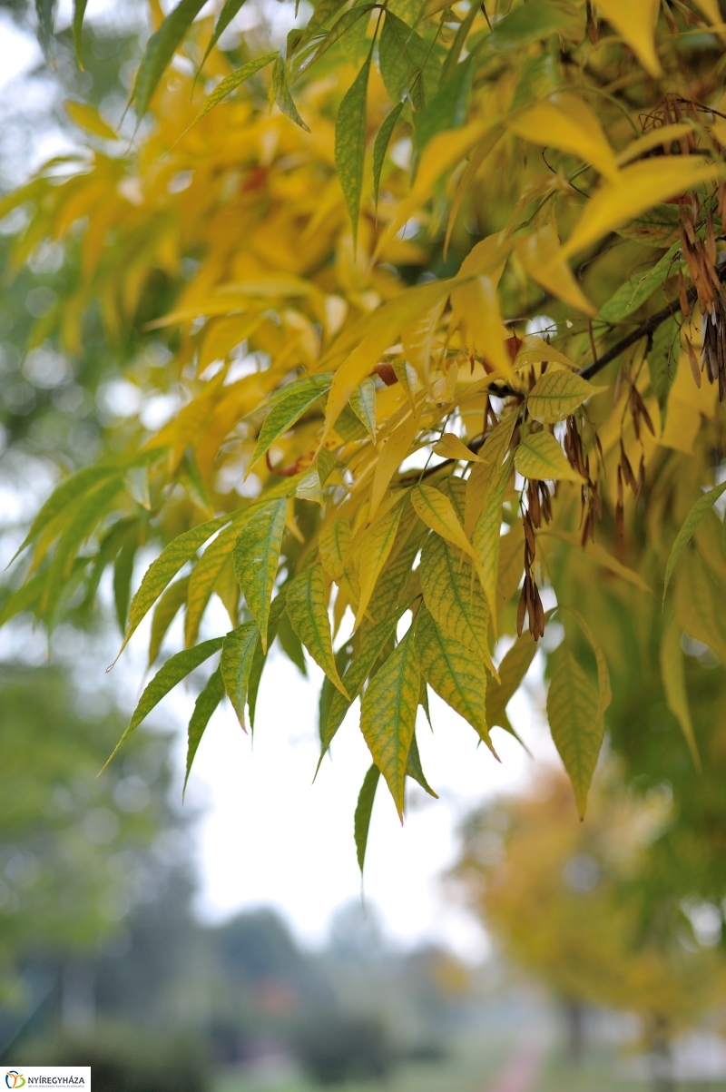 Egy esős őszi délután Sóstón - fotó Szarka Lajos