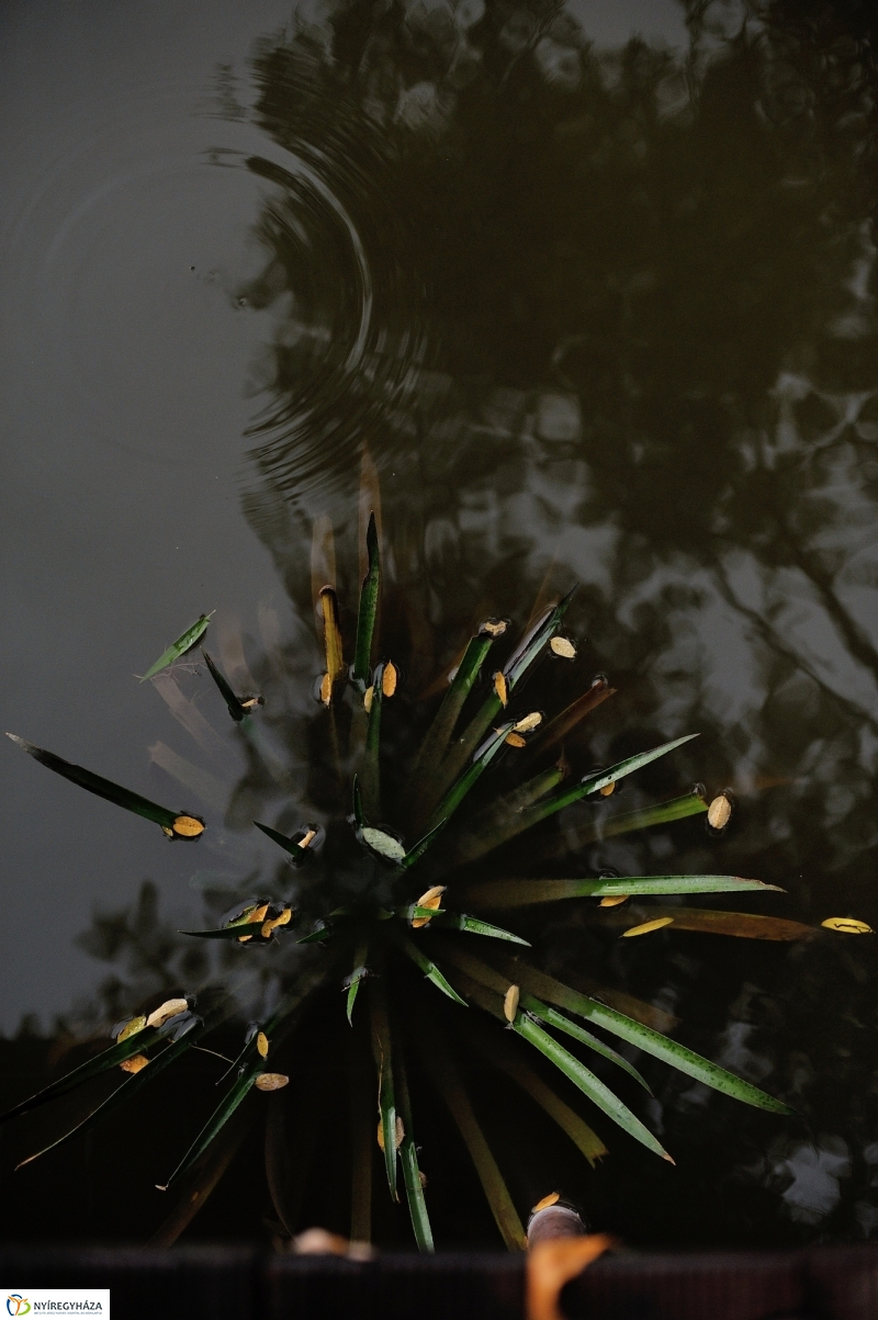 Egy esős őszi délután Sóstón - fotó Szarka Lajos