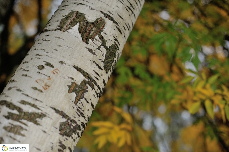 Egy esős őszi délután Sóstón - fotó Szarka Lajos