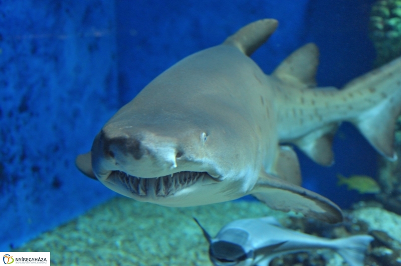 Homoki tigriscápa érkezett az Állatparkba - fotó Szarka Lajos