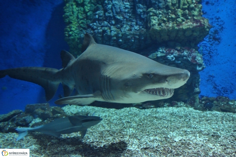 Homoki tigriscápa érkezett az Állatparkba - fotó Szarka Lajos