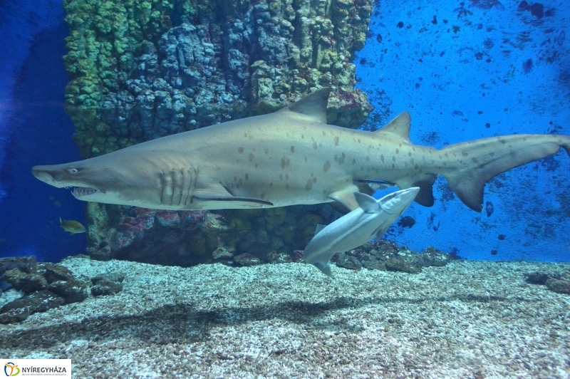 Homoki tigriscápa érkezett az Állatparkba - fotó Szarka Lajos