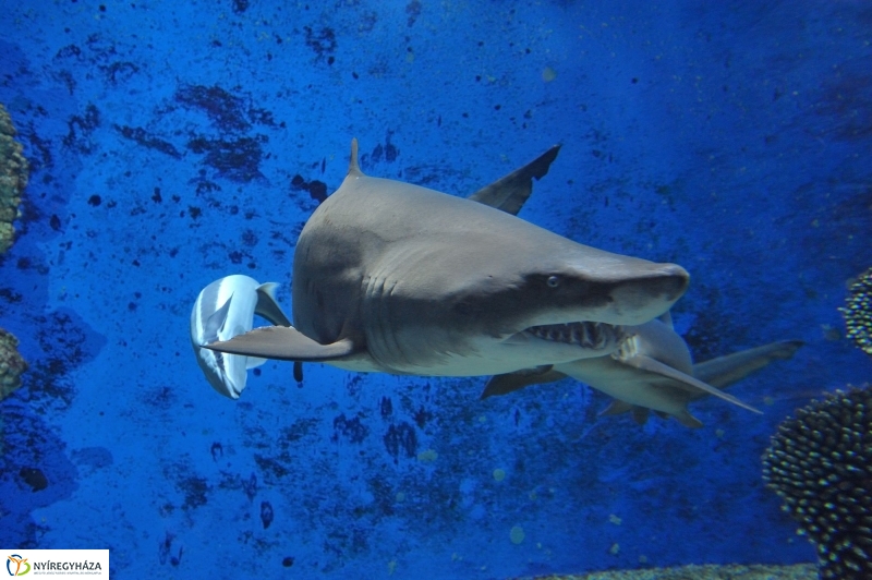 Homoki tigriscápa érkezett az Állatparkba - fotó Szarka Lajos