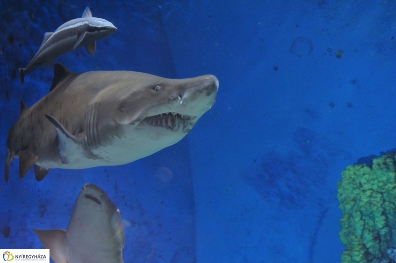 Homoki tigriscápa érkezett az Állatparkba - fotó Szarka Lajos