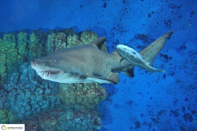 Homoki tigriscápa érkezett az Állatparkba - fotó Szarka Lajos