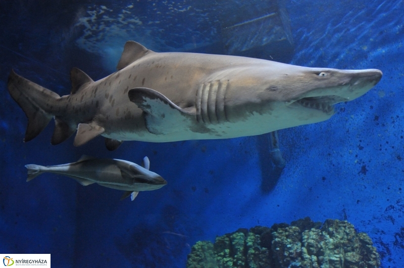 Homoki tigriscápa érkezett az Állatparkba - fotó Szarka Lajos