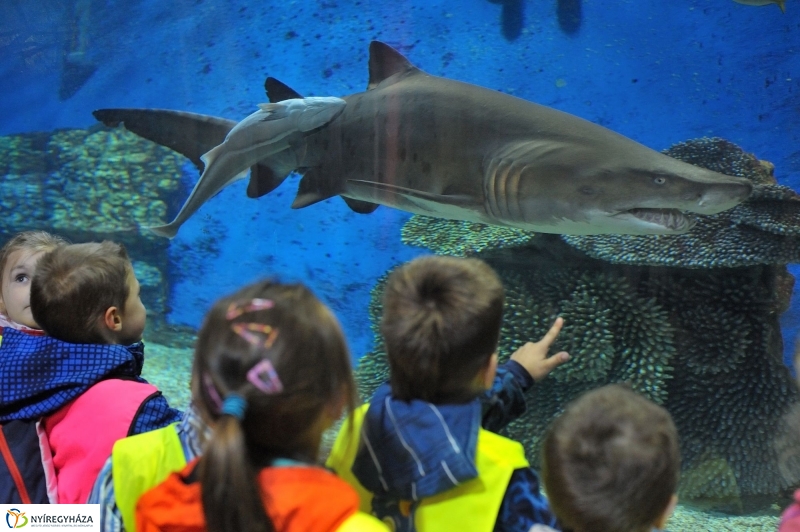 Homoki tigriscápa érkezett az Állatparkba - fotó Szarka Lajos