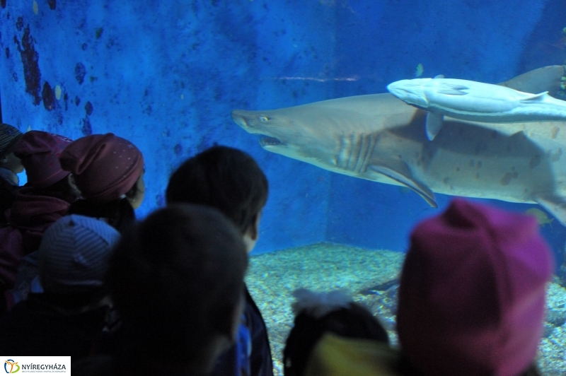 Homoki tigriscápa érkezett az Állatparkba - fotó Szarka Lajos