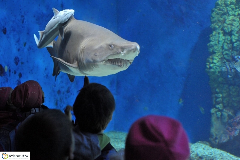 Homoki tigriscápa érkezett az Állatparkba - fotó Szarka Lajos