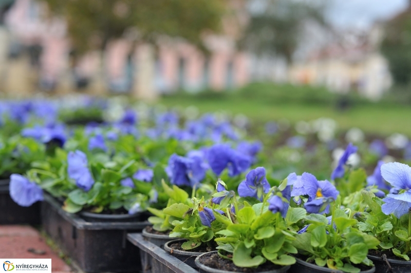 Park gondozás a Hősök terén - fotó Szarka Lajos