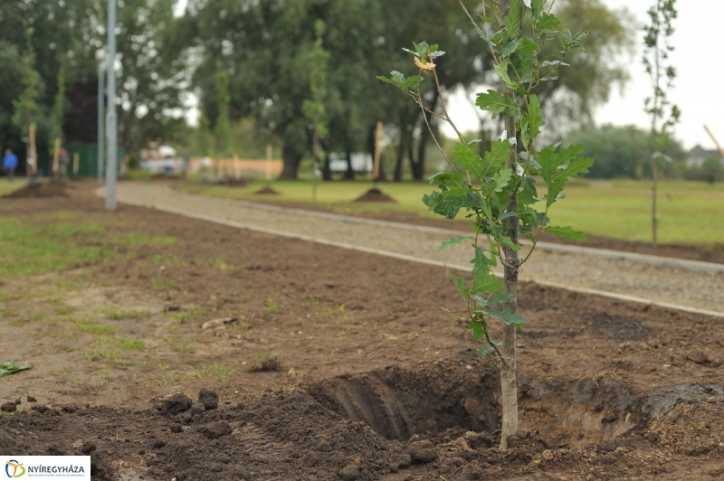 Fák a Michelintől - fotó Szarka Lajos