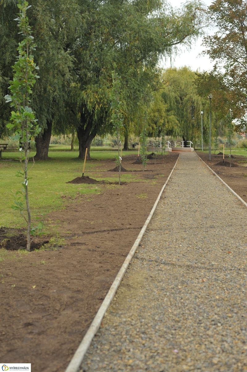 Fák a Michelintől - fotó Szarka Lajos