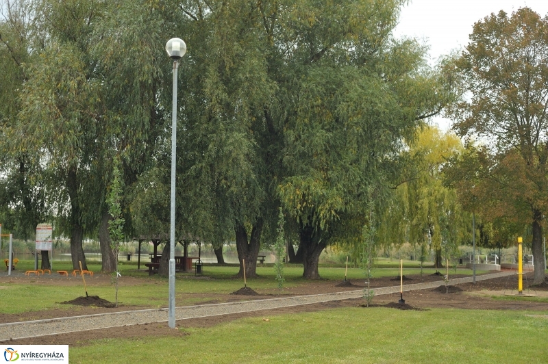 Fák a Michelintől - fotó Szarka Lajos