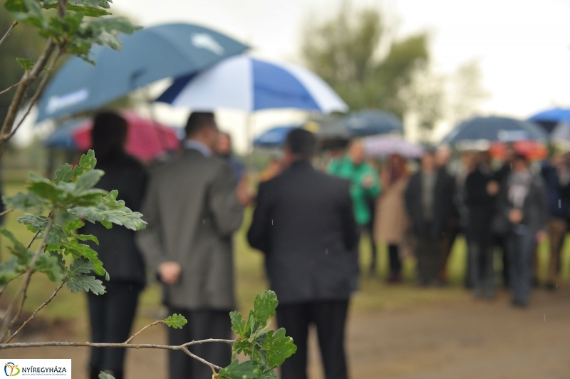 Fák a Michelintől - fotó Szarka Lajos