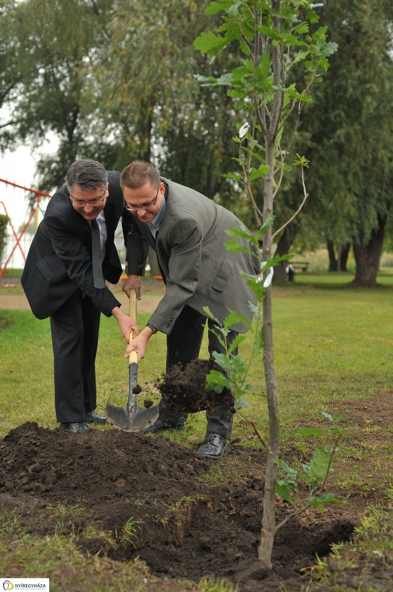 Fák a Michelintől - fotó Szarka Lajos