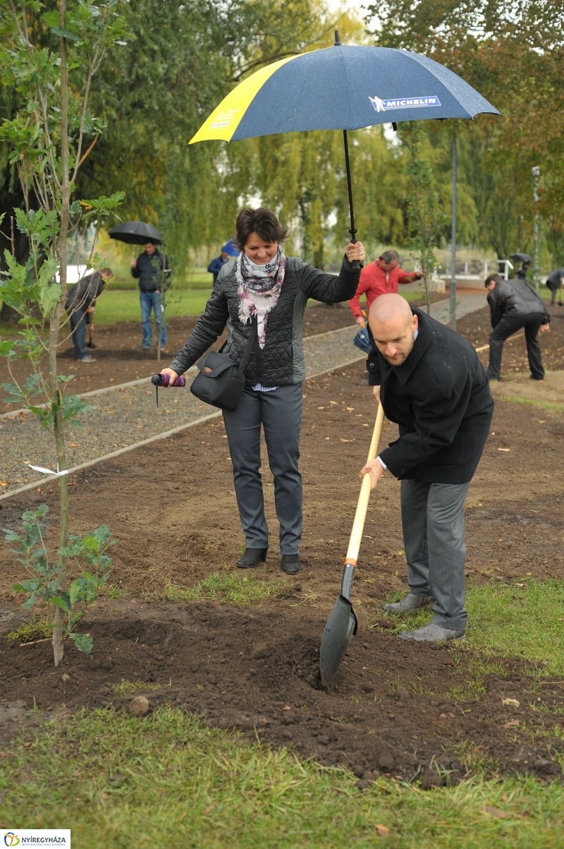 Fák a Michelintől - fotó Szarka Lajos
