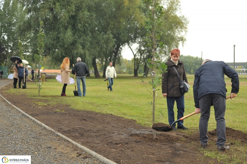 Fák a Michelintől - fotó Szarka Lajos