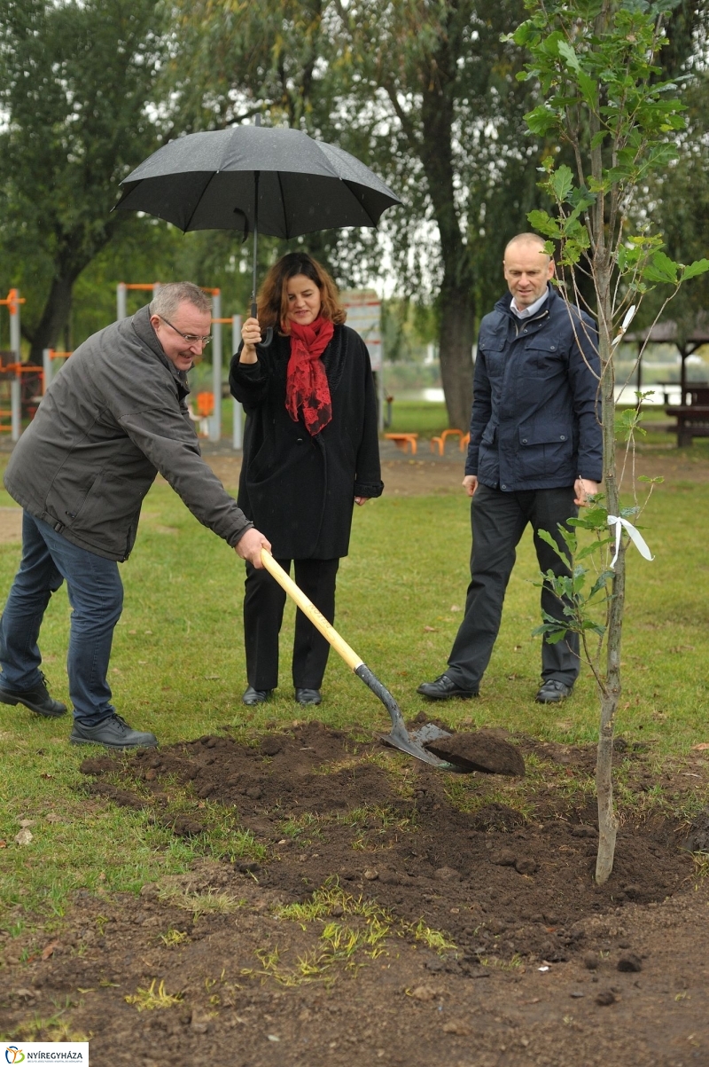 Fák a Michelintől - fotó Szarka Lajos
