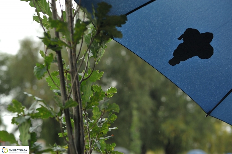 Fák a Michelintől - fotó Szarka Lajos