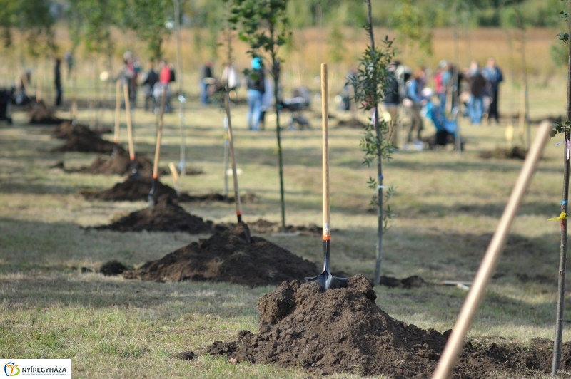 Faültetés az Újélet-fa Ligetben - fotó Szarka Lajos