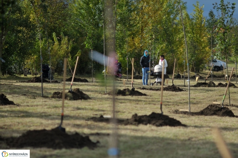 Faültetés az Újélet-fa Ligetben - fotó Szarka Lajos