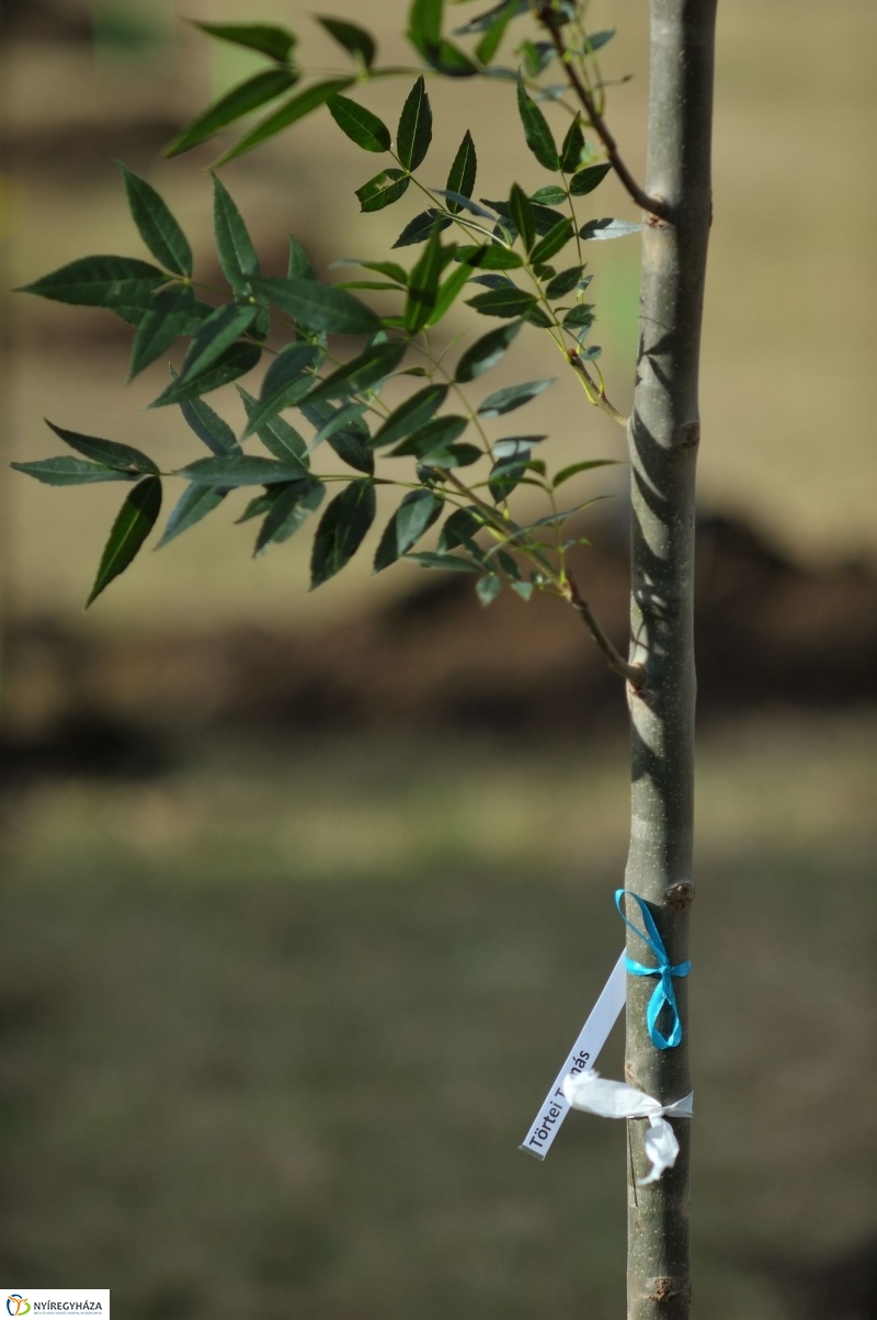 Faültetés az Újélet-fa Ligetben - fotó Szarka Lajos