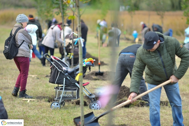 Faültetés az Újélet-fa Ligetben - fotó Szarka Lajos