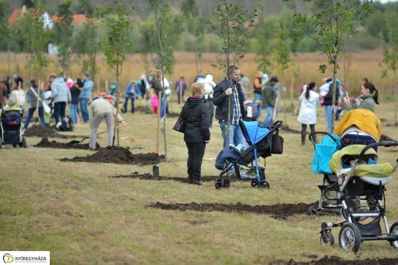 Faültetés az Újélet-fa Ligetben - fotó Szarka Lajos