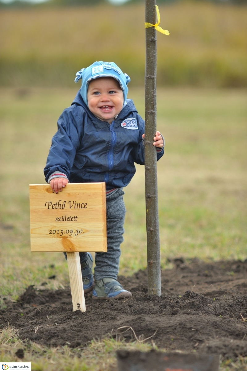 Faültetés az Újélet-fa Ligetben - fotó Szarka Lajos