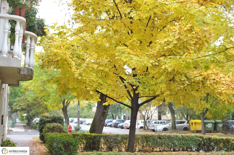 Itt van az ősz, itt van újra - fotó Szarka Lajos