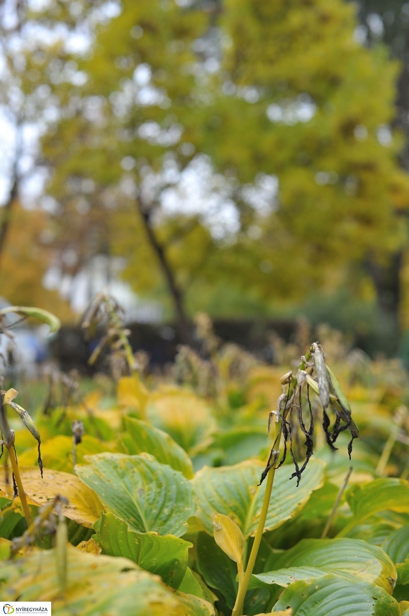 Itt van az ősz, itt van újra - fotó Szarka Lajos