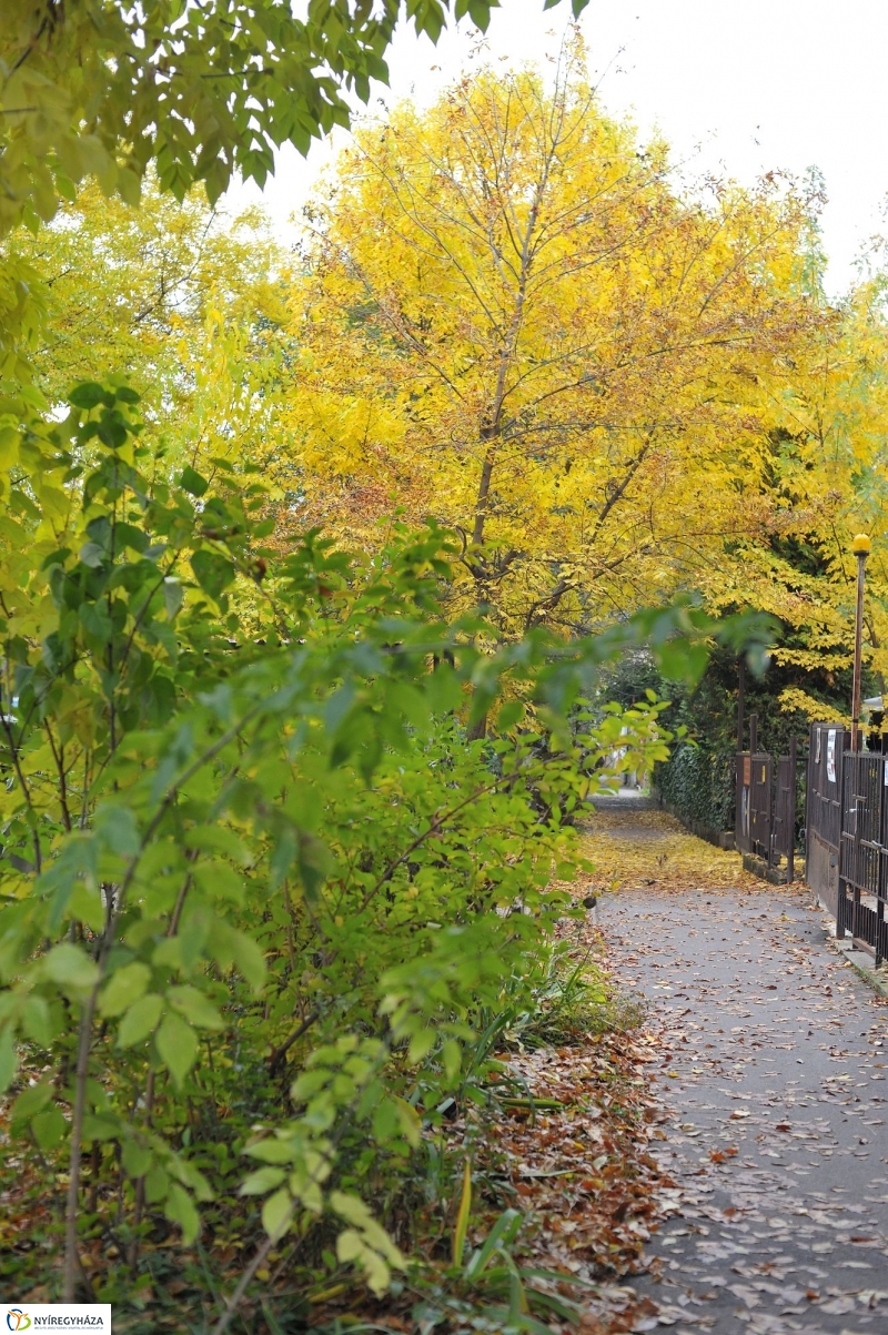 Itt van az ősz, itt van újra - fotó Szarka Lajos