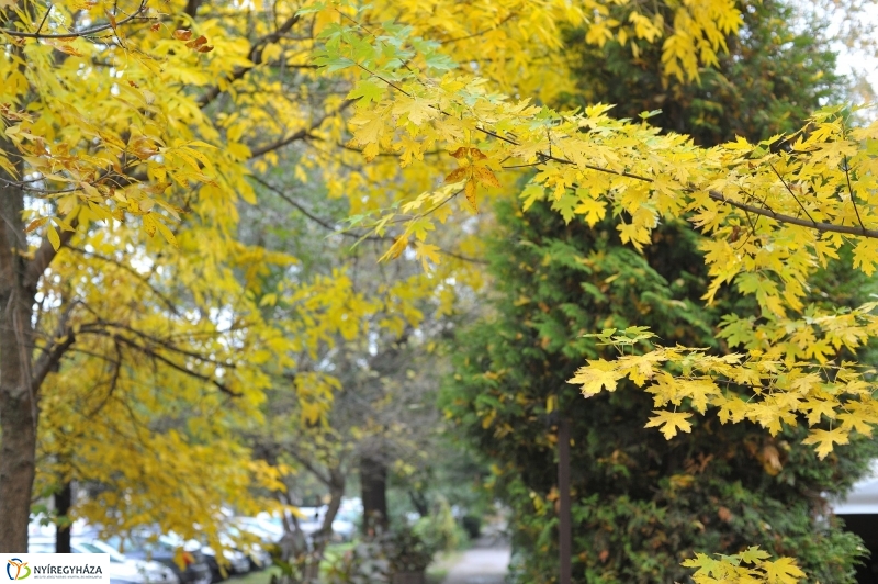 Itt van az ősz, itt van újra - fotó Szarka Lajos