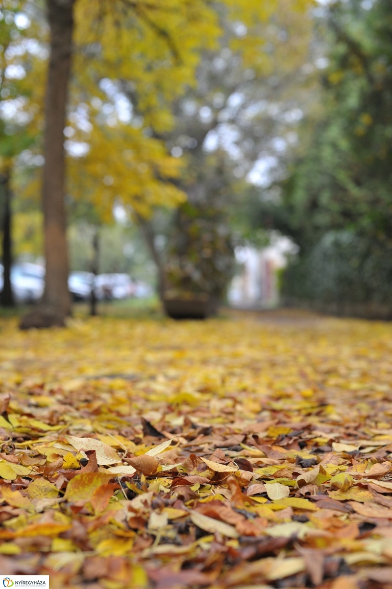 Itt van az ősz, itt van újra - fotó Szarka Lajos