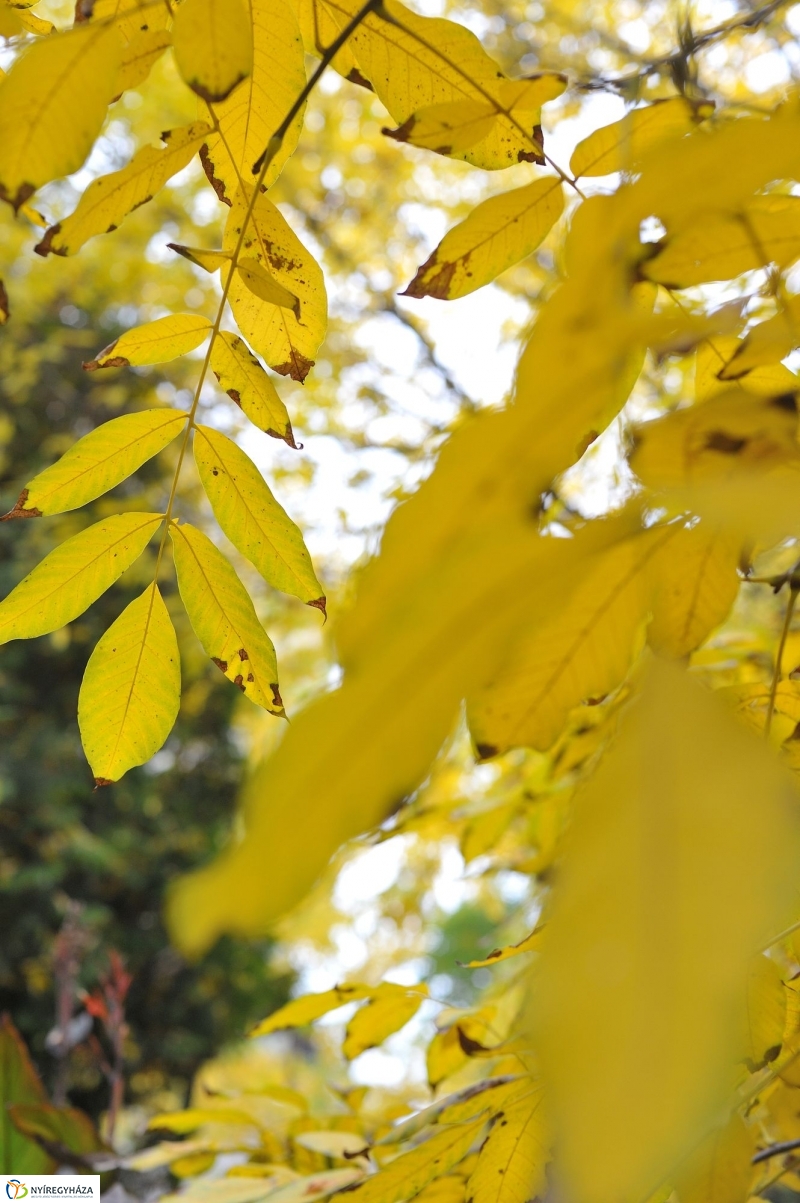 Itt van az ősz, itt van újra - fotó Szarka Lajos