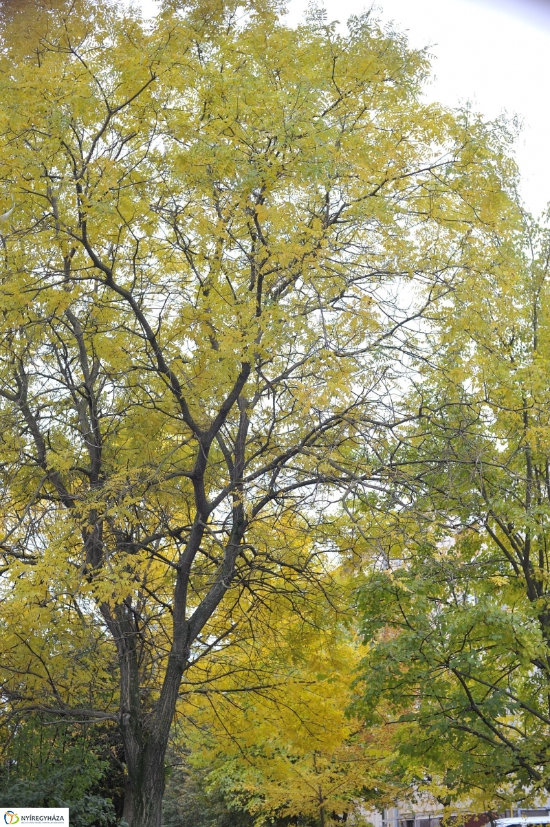 Itt van az ősz, itt van újra - fotó Szarka Lajos