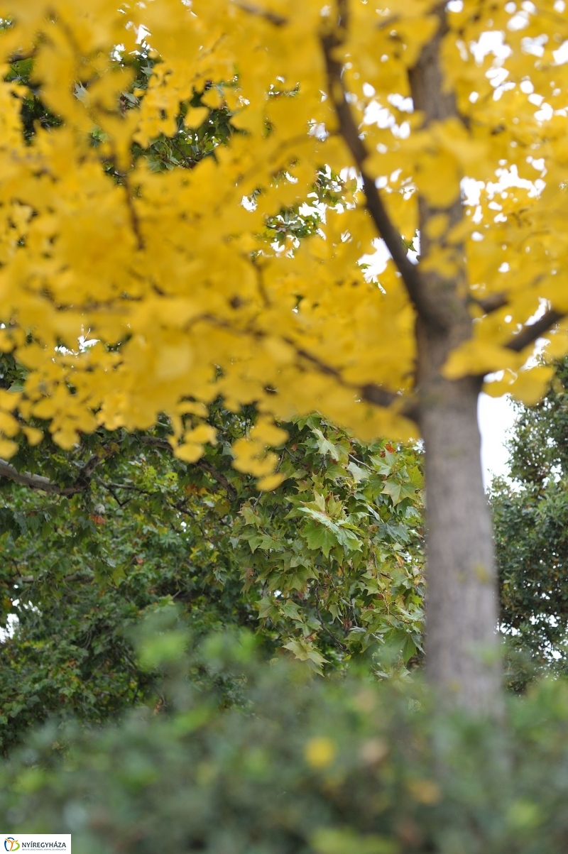 Itt van az ősz, itt van újra - fotó Szarka Lajos