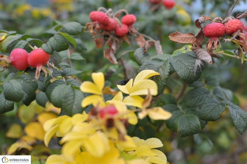 Itt van az ősz, itt van újra - fotó Szarka Lajos