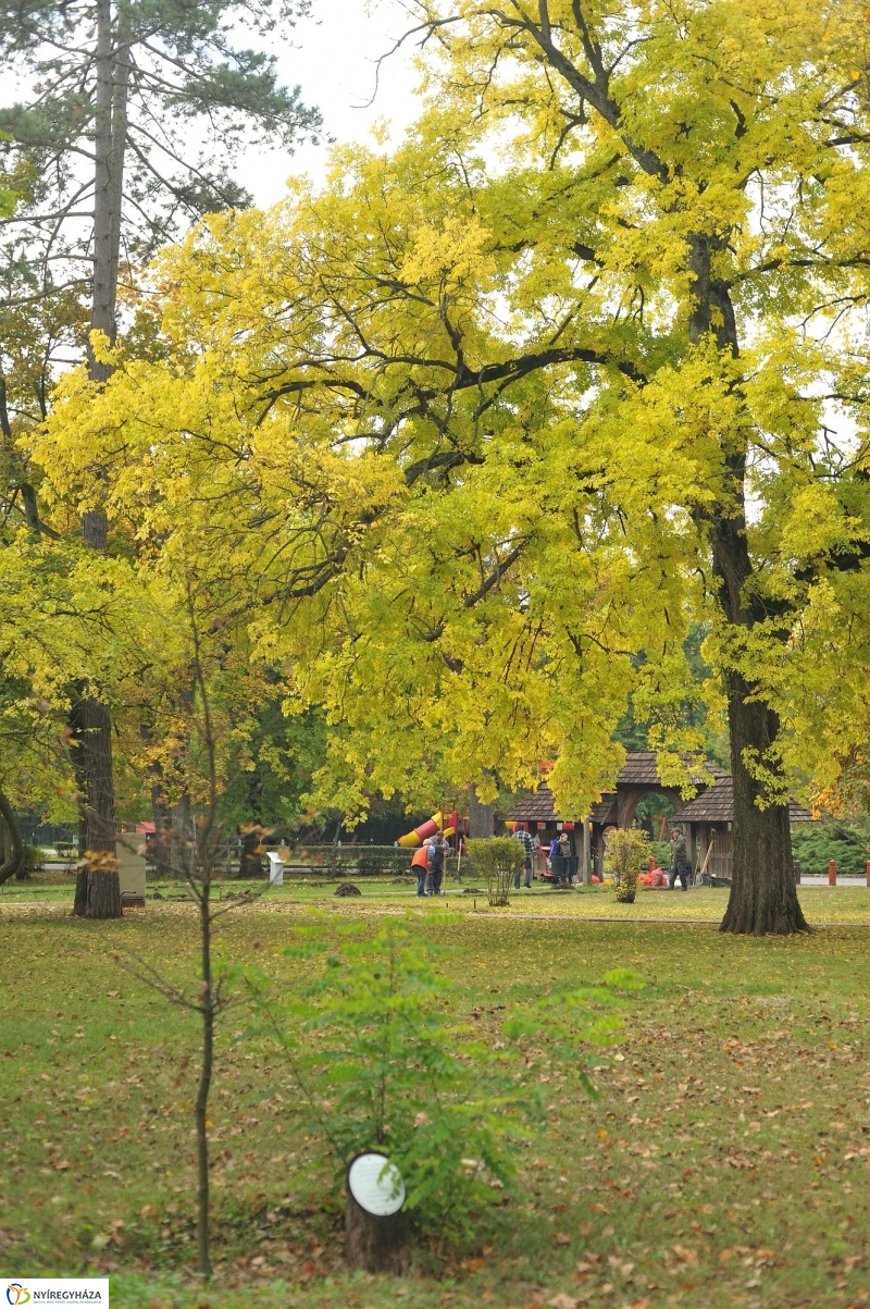 Park gondozás Sóstón - fotó Szarka Lajos