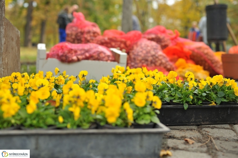 Park gondozás Sóstón - fotó Szarka Lajos
