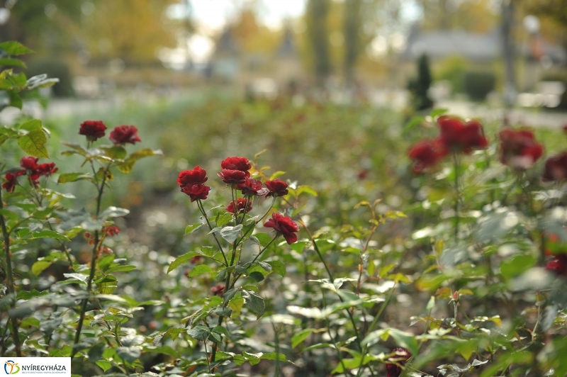 Sóstói ősz - fotó Szarka Lajos